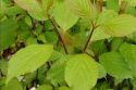 Дерен белый "Кессельринги"(Cornus alba "Kesselringii") « Высота(см): 60-80; Упак.: С3; »