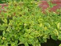 Дерен белый "Шпета"(Cornus alba 'Spaethii') « Высота(см): 70-80; Упак.: C3; »