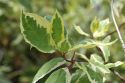 Дерен белый `Крим Крекер`(Cornus alba "Cream Cracker") « Высота(см): 80-90; Упак.: С5; »