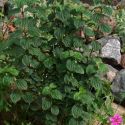 Дерен кроваво-красный "Компресса"(Cornus sanguinea "Compressa") « Высота(см): 30-40; Упак.: С3; »