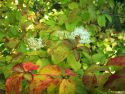 Дерен кроваво-красный "Мидвинтер Файер"(Cornus sanguinea "Midwinter Fire") « Высота(см): 60-70; Упак.: С3; »