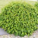 Дерен отпрысковый "Келсеи"(Cornus stolonifera (sericea) "Kelseyi") « Высота(см): 50-60; Упак.: С5; »