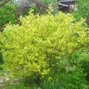 Дерен отпрысковый(Cornus stolonifera(sericea)) « Высота(см): 100-150; Упак.: С3; »