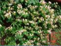 Жимолость каприфоль (Lonicera caprifolium) « Упак.: С3; »