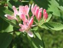 Жимолость татарская "Забели"(Lonicera tatarica "Zabelii") « Высота(см): 60-100; »