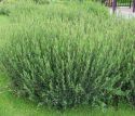 Ива пурпурная "Нана"(Salix purpurea "Nana") « Высота(см): 40-50; »