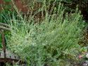 Ива гибридная "Маяк"(Salix sp. "Majak") « Высота(см): 60-80; »