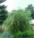 Ива гибридная "Плакучий Гном"(Salix sp.) « Высота(см): 60-80; »