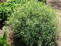 Ива гибридная "Шаровидный Карлик"(Salix sp.) « Высота(см): 40-60; Упак.: С3; »