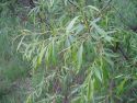 Ива остролистная (Salix acutifolia) « Высота(см): 50-70; Упак.: С3; »
