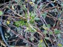 Ива ползучая "Воортхаузен" (Salix repens "Voorthuizen") « Высота(см): 60-70; »
