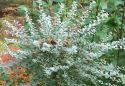 Ива ползучая ф. нитида(Salix  repens var. nitida) « Высота(см): 60-80; Упак.: С3; »
