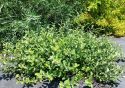 Ива ползучая (Salix repens) « Высота(см): 20-30; »