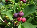Ирга канадская(Amelanchier canadensis) « Высота(см): 60-80; »