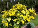 Калина гордовина "Ауреа"(Viburnum lantana "Aurea") « Высота(см): 60-80; »