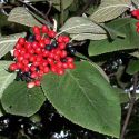 Калина гордовина (Viburnum lantana) « Высота(см): 60-80; »