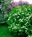 Калина обыкновенная "Компактум"(Viburnum opulus "Compactum") « Высота(см): 20-30; »