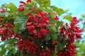 Клен татарский(Acer tataricum) « Высота(см): 150-200; »