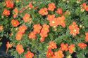 Лапчатка кустарниковая "Ред Эйс"(Potentilla fruticosa "Red Ace") « Высота(см): 40-60; »
