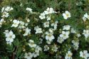 Лапчатка кустарниковая "Аботсвуд"(Potentilla fruticosa "Abbotswood") « Высота(см): 40-50; »