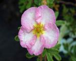 Лапчатка кустарниковая "Гленрой Пинки"(Potentilla fruticosa "Glenroy Pinki") « Высота(см): 25-30; »