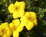 Лапчатка кустарниковая "Голд Теппих"(Potentilla fruticosa "Gold Teppich") « »