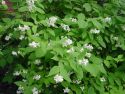 Чубушник венечный (Philadelphus coronarius) « Высота(см): 30-40; »