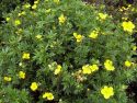 Лапчатка кустарниковая "Голдстар"(Potentilla fruticosa 'Goldstar'); 30-40(см); С5 « Высота(см): 30-40; »
