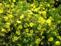 Лапчатка кустарниковая "Кобольд"(Potentilla fruticosa 'Kobold') « Высота(см): 30-40; »