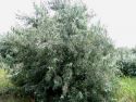 Лох серебристый (Eleagnus argenta) « Высота(см): 30-40; Упак.: С3; »