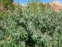 Лох узколистный (Elaeagnus angustifolia) « »
