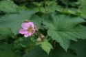 Малина душистая(Rubus odoratus); « »