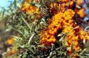 Облепиха крушиновидная (Hippophae rhamnoides) « Высота(см): 80-120; »
