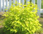 Пузыреплодник калинолистный "Дарт'с Голд"(Physocarpus opulifolius 'Dart's Gold') « Высота(см): 50-60; »