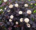 Пузыреплодник калинолистный "Диаболо"(Physocarpus opulifolius 'Diabolo') « Высота(см): 100-120; »
