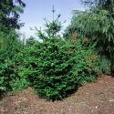 Псевдотсуга Мензиса(Pseudotsuga menziesii) или Дугласия тиссолистная « »