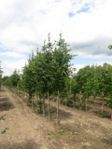 Липа крупнолистная"Фастигиата", высота: 2-3м, обхват ствола: 8-14см, упаковка: контейнер.