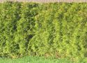 Туя западная Брабант (Thuja occidentalis "Brabant") « Шт/10п.м.: 11-15; Высота (см): 220-250; Упаковка: ком; »
